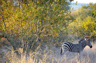 Singita Lebombo Safari Review